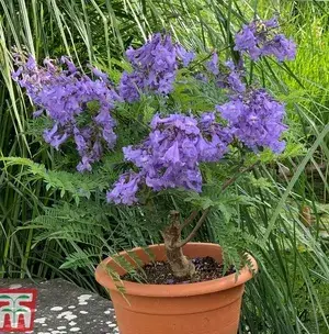 GREENERY NURSERY Jacaranda Flower Plant Buy @ ₹499