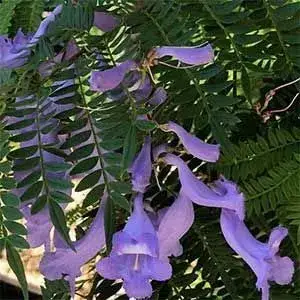 GREENERY NURSERY Jacaranda Flower Plant Buy @ ₹499