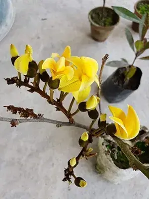 GREENERY NURSERY Rare Exotic Dwarf Yellow Palas / Butea Very Rare Flowering Tree Plant Buy @ ₹749