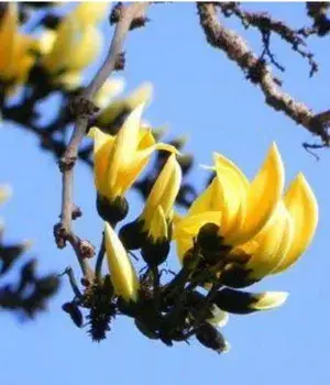 GREENERY NURSERY Rare Exotic Dwarf Yellow Palas / Butea Very Rare Flowering Tree Plant Buy @ ₹749