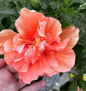 All Season Gardens (Light Orange) Rare Hibiscus Double Decker Flower Plant Buy @ ₹429