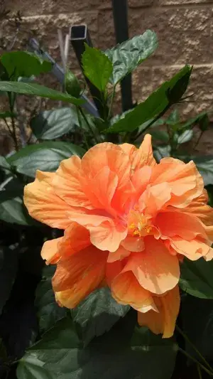 All Season Gardens (Light Orange) Rare Hibiscus Double Decker Flower Plant Buy @ ₹429