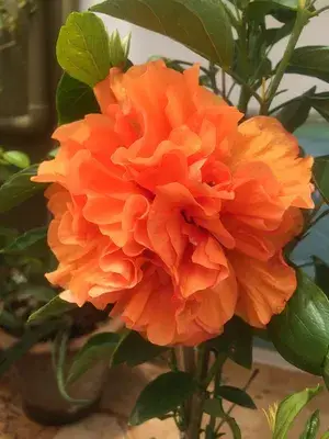 All Season Gardens (Light Orange) Rare Hibiscus Double Decker Flower Plant Buy @ ₹429