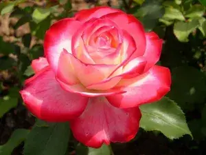 Attractive Bicolor Rose Flowering Plant & Tree (1.5-3.5 Ft Height) For Home Garden, Pack Of 1 Buy @ ₹499