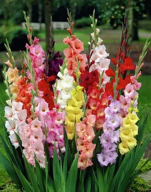 Gladiolus Multicolor Flowering Bulbs For Home Garden (Pack Of 5) Buy @ ₹499