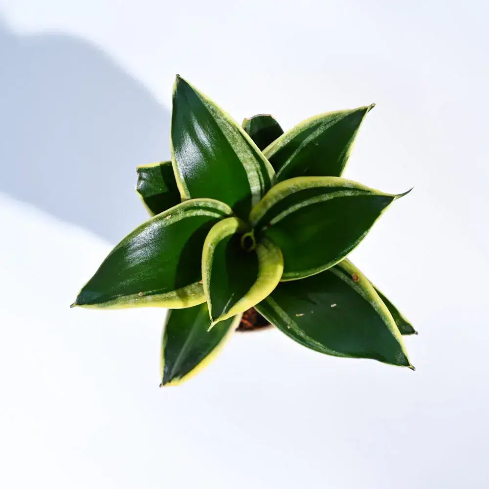 Snake Plant – Golden Hahnii