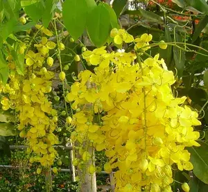 Golden Shower/Amaltas Attractive Flower Plant & Tree (1.5-3.5 Ft Height) Pack Of 1 Buy @ ₹499