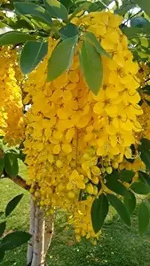 Golden Shower/Amaltas/Indian Laburnum ?/Sonali Live Plants & Tree Healthy Plant In Nursery Grow Bag Pack of 1 Buy @ ₹499
