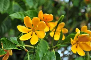 Goldren Yellow Ghandaraj Flower Highly Fragrant Plant & Tree (Pack Of 1) Buy @ ₹499