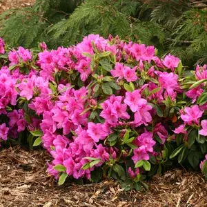 Gorgeous Pink Azalea Live Flowering Plant & Tree For Shrub/Bush/Home Decor/Garden (1.5-3.5 Ft Plant Hight) Pack Of 1 Buy @ ₹489