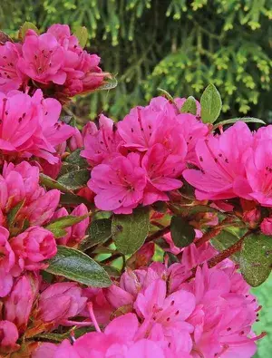 Gorgeous Pink Azalea Live Flowering Plant & Tree For Shrub/Bush/Home Decor/Garden (1.5-3.5 Ft Plant Hight) Pack Of 1 Buy @ ₹489