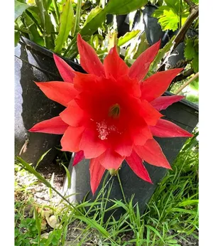 Gorgeous Red Brahma Kamal Live Flowering Plant For Home Garden/Indoor Plant/House Plant (Hybrid, Pack Of 1) Buy @ ₹499