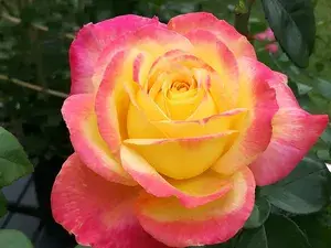 Gorgeous Rose Flower Plant & Tree (1.5-3.5 Ft Height) Bicolor Rose Enhance Your Garden Beauty (Hybrid, Pack Of 1) Buy @ ₹499