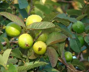 Grafted Sweet Grapes Guava Hybrid Plant (Pack of 1) Buy @ ₹499