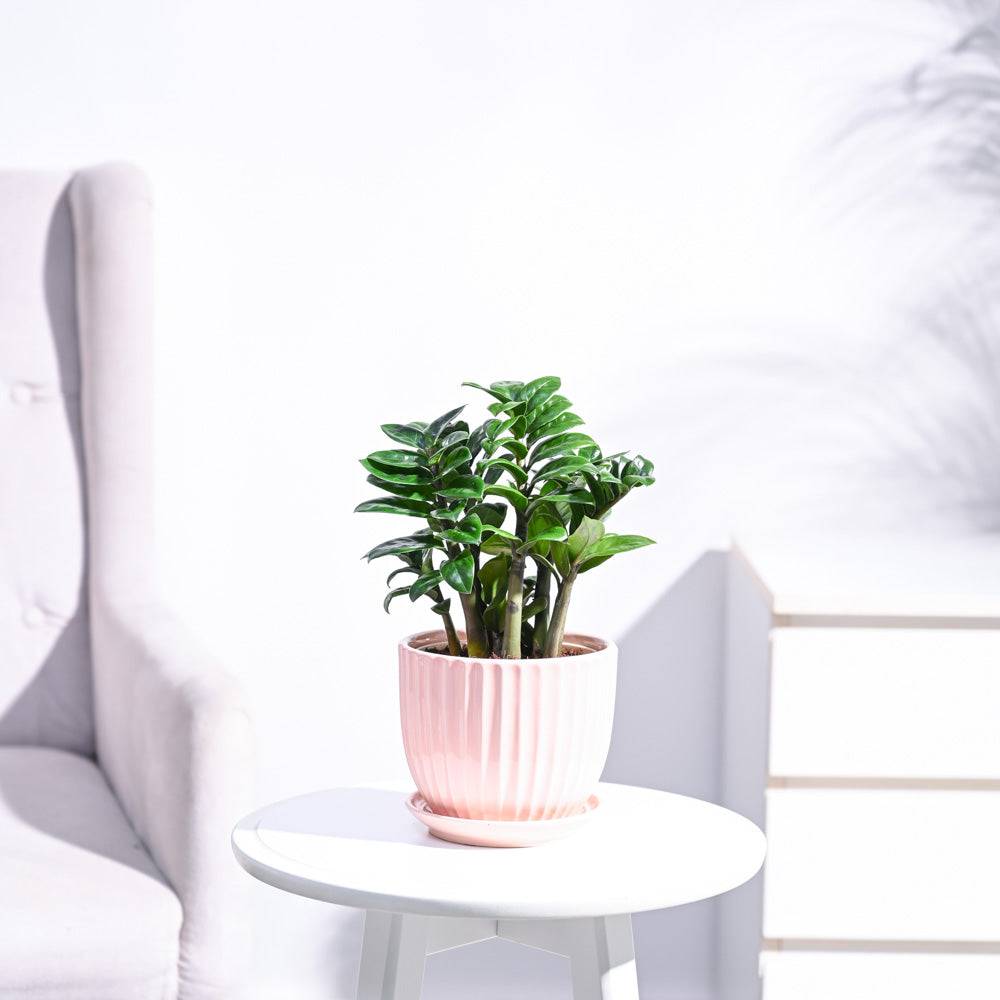 Dwarf ZZ Plant
