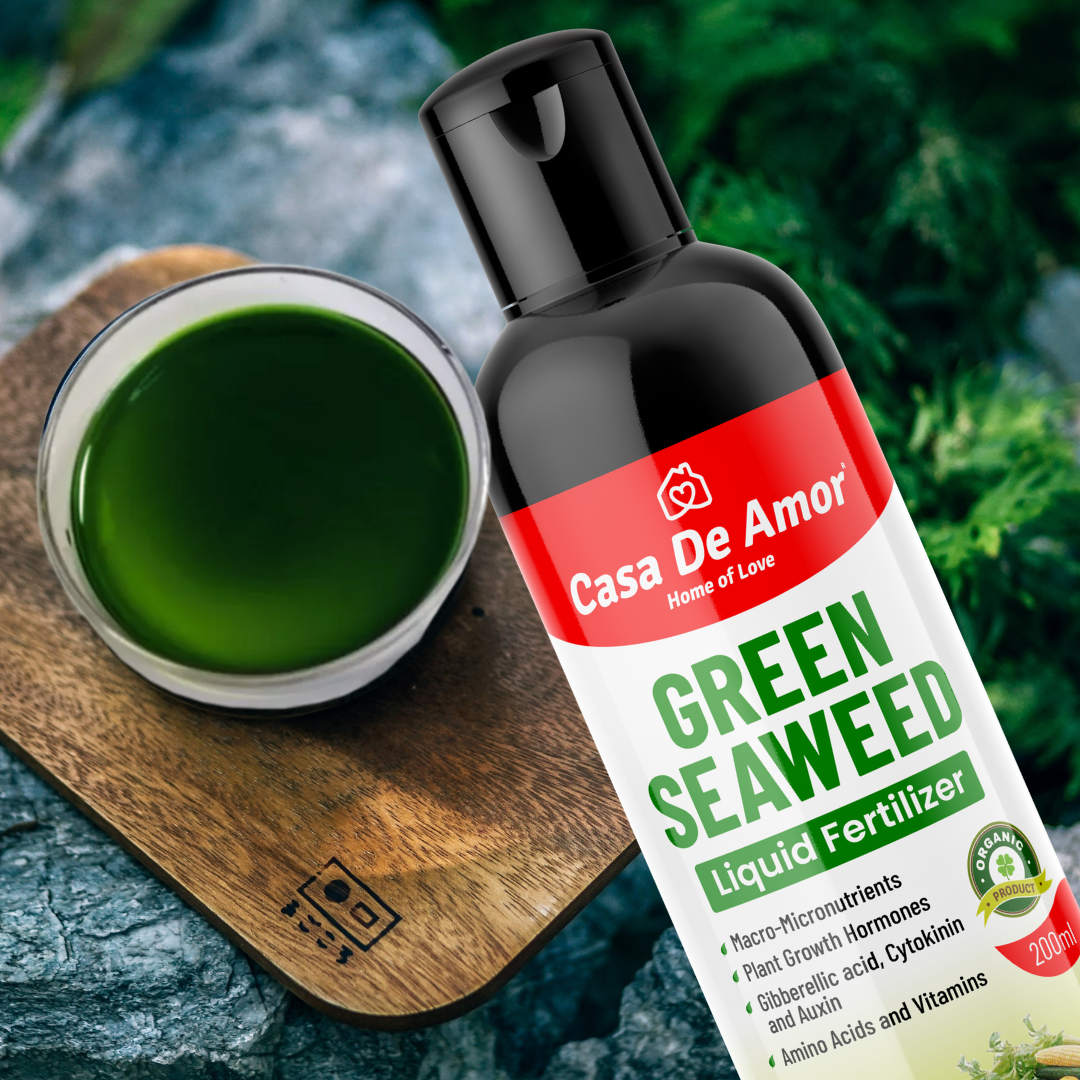 Casa De Amor Natural and Organic Green Seaweed Liquid Fertilizer for Improving Plant Productivity and Soil Quality