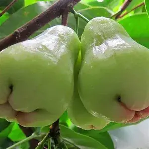 Green (Grafted) Water Apple/Java Apple/Wax Apple/Jamrul Hybrid Plant (Pack of 1) Buy @ ₹499