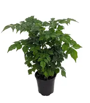Greenery Nursery China Doll Best House Plant For Home Decor/Garden/Indoor Plant  (1.5-3.5 Ft Height) Pack Of 1 Buy @ ₹399