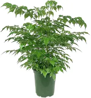 Greenery Nursery China Doll Best House Plant For Home Decor/Garden/Indoor Plant  (1.5-3.5 Ft Height) Pack Of 1 Buy @ ₹399
