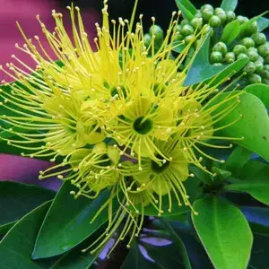 Greenery Nursery First Love Xanthostemon Chrysanthus,Golden Penda Bright Golden Yellow Flowers Plant Natural Live outdoor gardens and landscaping Buy @ ₹499