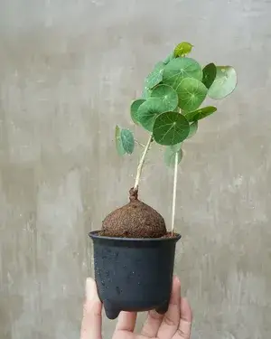 Greenery Nursery Stephania Erecta Plant Bulb (Weight 300 Gms) For Home Gardening  (Pack of 1) Buy @ ₹499