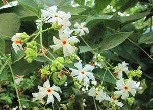 Buy Greenery Nursery® All Time Parijat/Shiuli Flower With Amazing ...