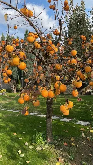 Greenery Nursery® Asian Persimmon Live Fruit Plant & Tree (1.5-3.5 Ft Height) For Home Garden, Pack Of 1 Buy @ ₹1299