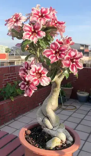 Greenery Nursery® Bicolor Desert Rose Adenium Flower Plant (Pack Of 1) For Home Garden Buy @ ₹499
