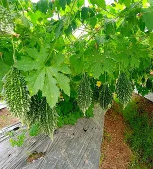 Greenery Nursery® Bitter Melon/Karela Seeds (20-40 Pieces) For Home Gardening, Pack Of 1 Buy @ ₹349