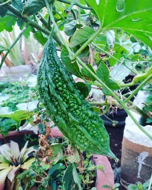 Greenery Nursery® Bitter Melon/Karela Seeds (20-40 Pieces) For Home Gardening, Pack Of 1 Buy @ ₹349