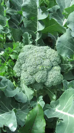 Greenery Nursery® Broccoli Healthy Vegetable Seeds (20-40 Pieces) For Home Garden, Pack Of 1 Buy @ ₹349