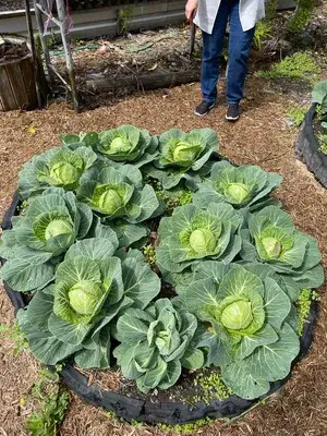 Greenery Nursery® Cabbage Seeds (20-40 Pieces) For Home Gardening Buy @ ₹349