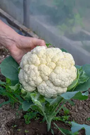 Greenery Nursery® Cauliflower Vegetable Seeds (20-30 Pieces) For Home Garden, Pack Of 1 Buy @ ₹349