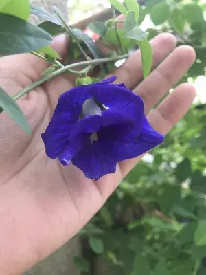 Greenery Nursery® Double Petals Butterfly Pea/Aparajita Live Flower Plant & Tree For Home Garden, Pack Of 1 Buy @ ₹499