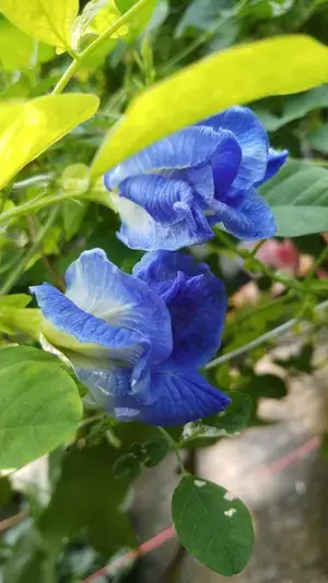 Greenery Nursery® Double Petals Butterfly Pea/Aparajita Live Flower Plant & Tree For Home Garden, Pack Of 1 Buy @ ₹499