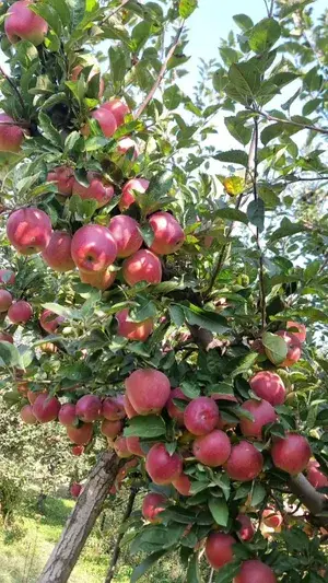 Greenery Nursery® Easy To Care Hrmn-99 Apple Plant For Home Garden (1.5-3.5 Ft Height) Pack Of 1 Buy @ ₹499