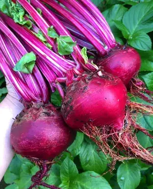 Greenery Nursery® Highly Benefited Beetroot Seeds (20-40 Pieces) For Home Garden, Pack Of 1 Buy @ ₹349