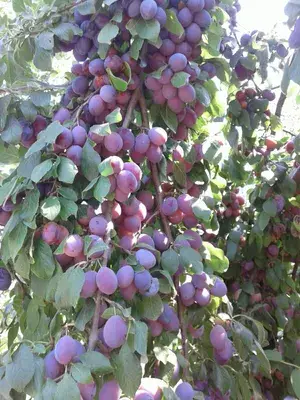 Greenery Nursery® Well Watered Hybrid Alubukhara Plant & Tree (1.5-3.5 Ft Height) For Home Garden, Pack Of 1 Buy @ ₹499