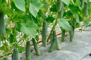 Greenery Nursery® Hybrid Cucumber Seeds (20-40 Pieces) For Home Garden, Pack Of 1 Buy @ ₹349