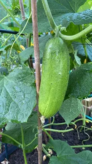 Greenery Nursery® Hybrid Cucumber Seeds (20-40 Pieces) For Home Garden, Pack Of 1 Buy @ ₹349