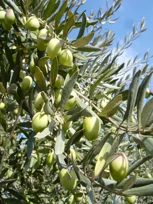 Greenery Nursery® Hybrid Jolpai/Olive Live Fruit Plant & Tree For Your Home Garden (1.5-2 Ft Height) Pack Of 1 Buy @ ₹449