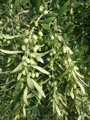 Greenery Nursery® Hybrid Jolpai/Olive Live Fruit Plant & Tree For Your Home Garden (1.5-2 Ft Height) Pack Of 1 Buy @ ₹449