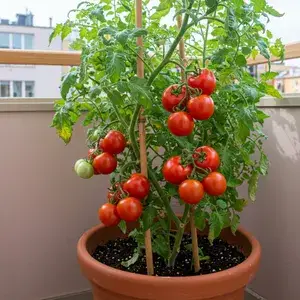 Greenery Nursery® Hybrid Red Tomato Seeds (20-40 Pieces) For Your Home Garden, Pack Of 1 Buy @ ₹349