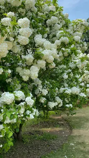 Greenery Nursery® Hydrangea White Flowering Plant & Tree (1.5-3.5 Ft Height) Well Watered Hydrangea Plant, Pack Of 1 Buy @ ₹549