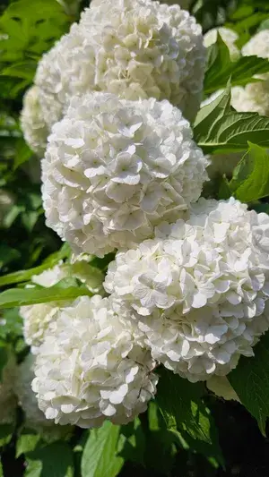 Greenery Nursery® Hydrangea White Flowering Plant & Tree (1.5-3.5 Ft Height) Well Watered Hydrangea Plant, Pack Of 1 Buy @ ₹549