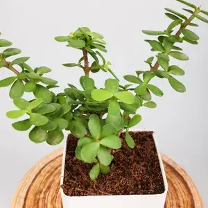 Greenery Nursery® Jade Plant (crassula ovata) Low-Maintenance Best Indoor Plant For Your Home/Office/Garden Decor, Pack Of 1 Buy @ ₹399