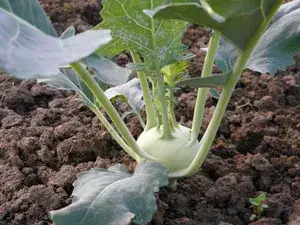 Greenery Nursery® Kohlrabi/Olkopi Seeds (20-40 Pieces) For Home Gardening, Pack Of 1 Buy @ ₹349