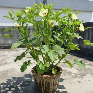 Greenery Nursery® Lady Finger/Bhindi/Okra Seeds (0-30 Pices) Pack Of 1 Buy @ ₹399