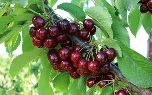 Greenery Nursery® Lapin's Cherry Delicious Fruit Plant & Tree (1.5-3.5 Ft Height) For Home Garden Well Watered Hybrid Lapin Cherry Plant (Pack Of 1) Buy @ ₹549