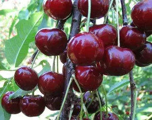 Greenery Nursery® Lapin's Cherry Delicious Fruit Plant & Tree (1.5-3.5 Ft Height) For Home Garden Well Watered Hybrid Lapin Cherry Plant (Pack Of 1) Buy @ ₹549